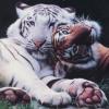 tigerpaws