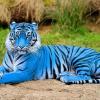 bleutigreblanc