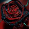 rose-pourpre